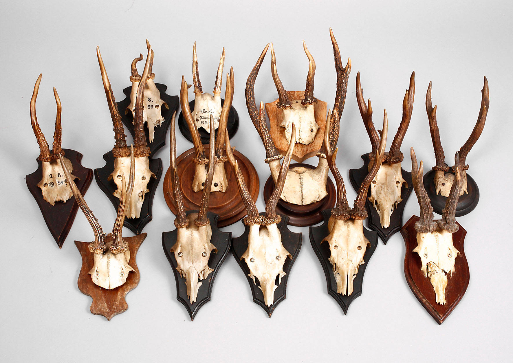Konvolut Jagdtrophäen