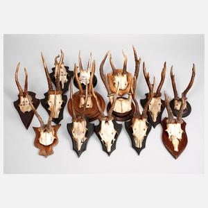 Konvolut Jagdtrophäen