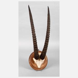 Große Jagdtrophäe