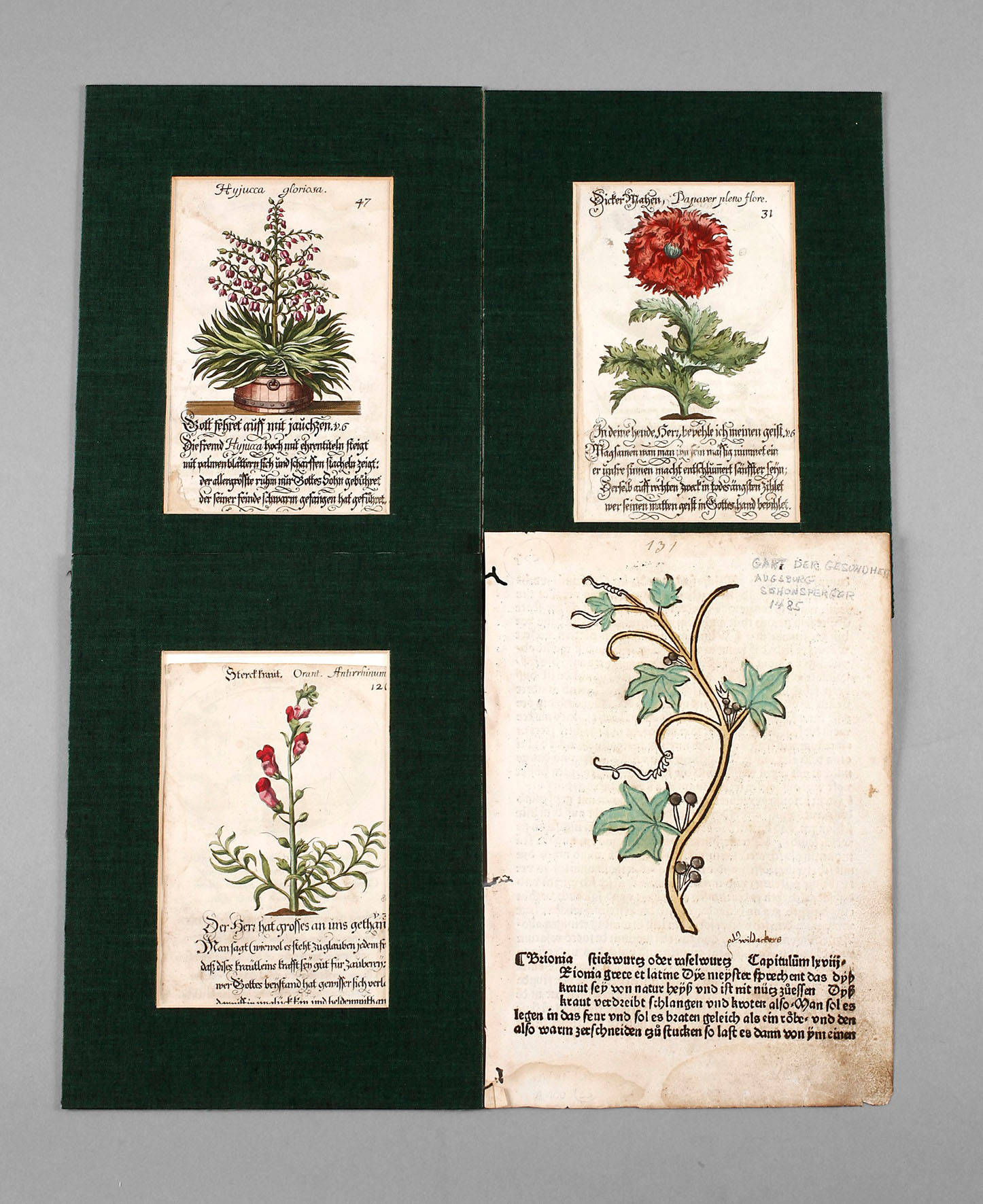 Konvolut Buchseiten historische Pflanzenliteratur