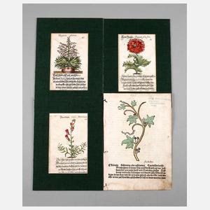 Konvolut Buchseiten historische Pflanzenliteratur