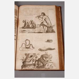 Valentinis Museum Museorum 1704