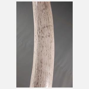 Großer Elefantenstoßzahn