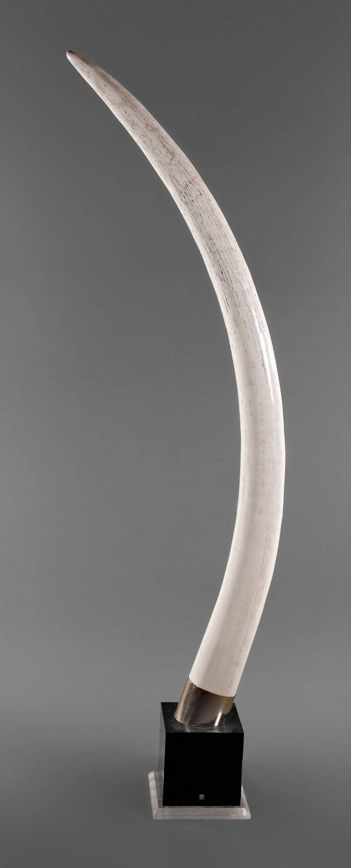 Großer Elefantenstoßzahn