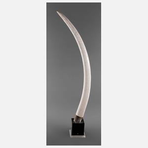 Großer Elefantenstoßzahn