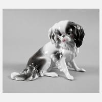 Pfeffer Gotha Pekinese111