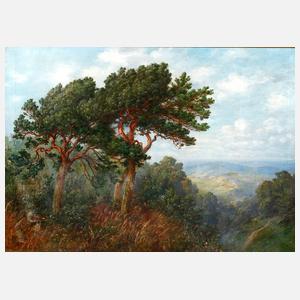 F. Arnold, Kiefern im Hochgebirge