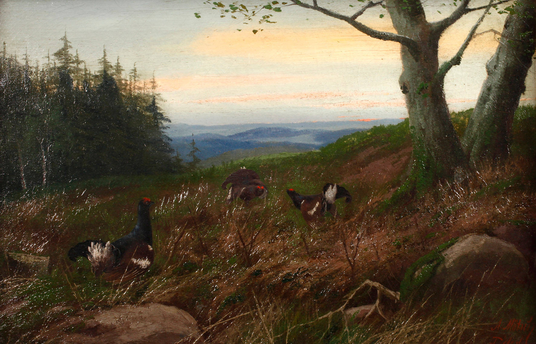 August Mötsch, Balzende Auerhähne