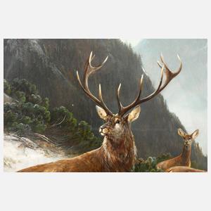 Moritz Müller jun., Hirschwild im Gebirge