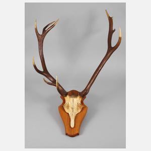 Große Jagdtrophäe