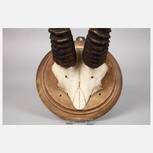 Große Jagdtrophäe