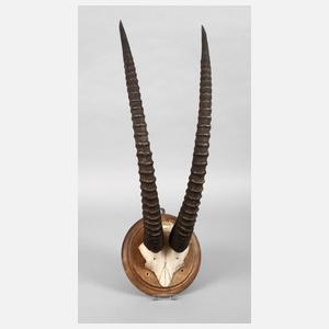 Große Jagdtrophäe