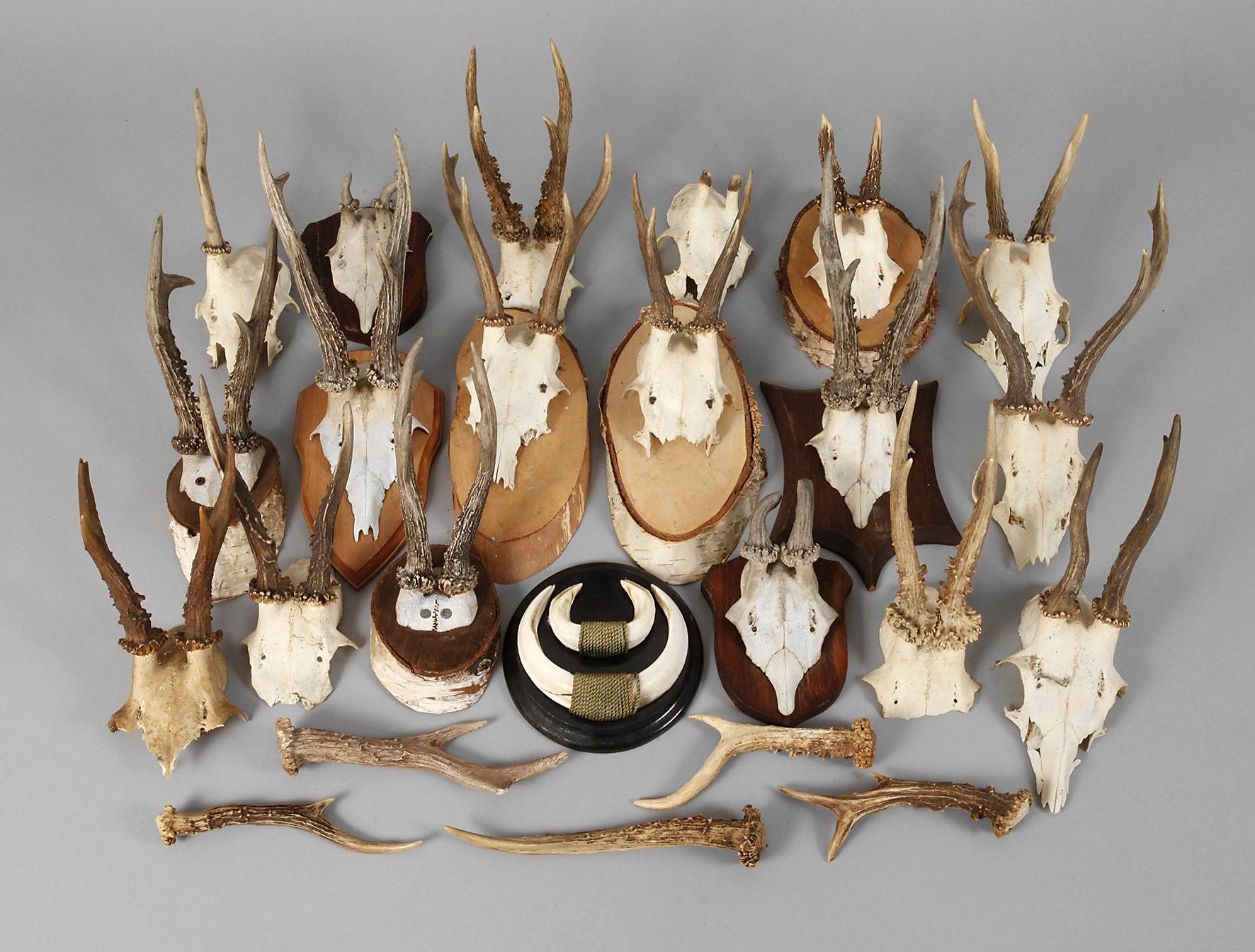 трофей это. охотничьи трофеи. охотничьи трофеи. трофей это. охотничьи трофеи.