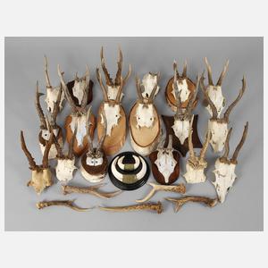 Konvolut Jagdtrophäen