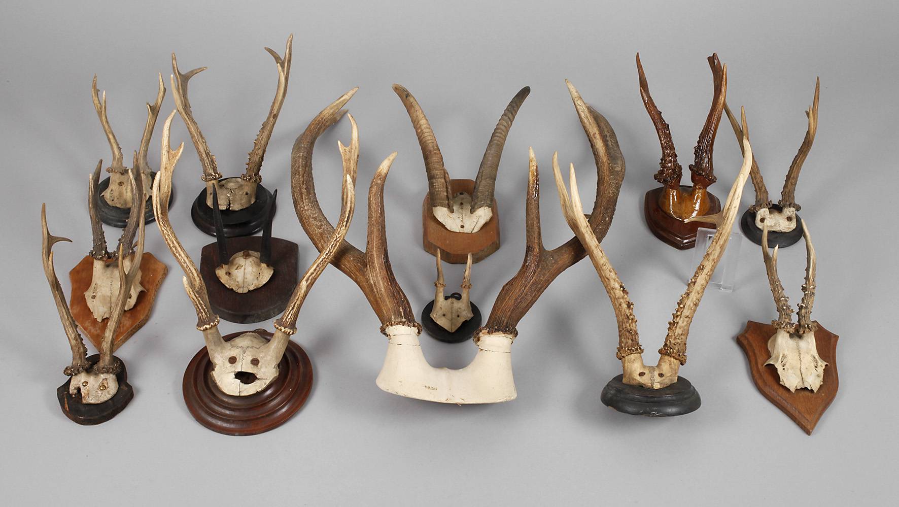 Konvolut Jagdtrophäen