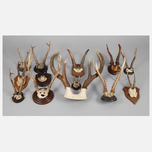 Konvolut Jagdtrophäen