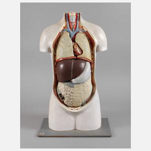 Anatomisches Modell