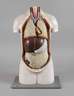 Anatomisches Modell