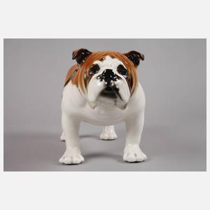 Lomonossow Bulldogge