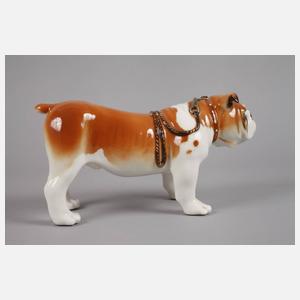 Lomonossow Bulldogge