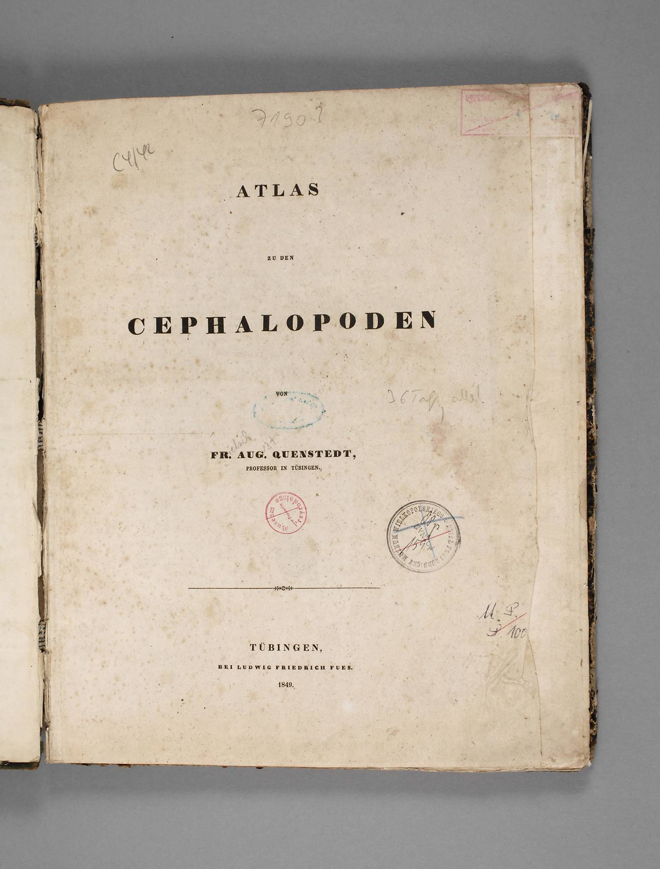 Atlas zu den Cephalopoden