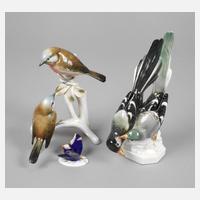 Ens Volkstedt zwei Vogelgruppen und ein Schmetterling111