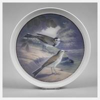 Fraureuth Wandteller Bachstelzen111