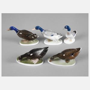 Rosenthal 5 Enten