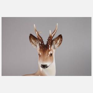 Rosenthal liegender Rehbock