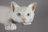 Royal Copenhagen schleichende Katze