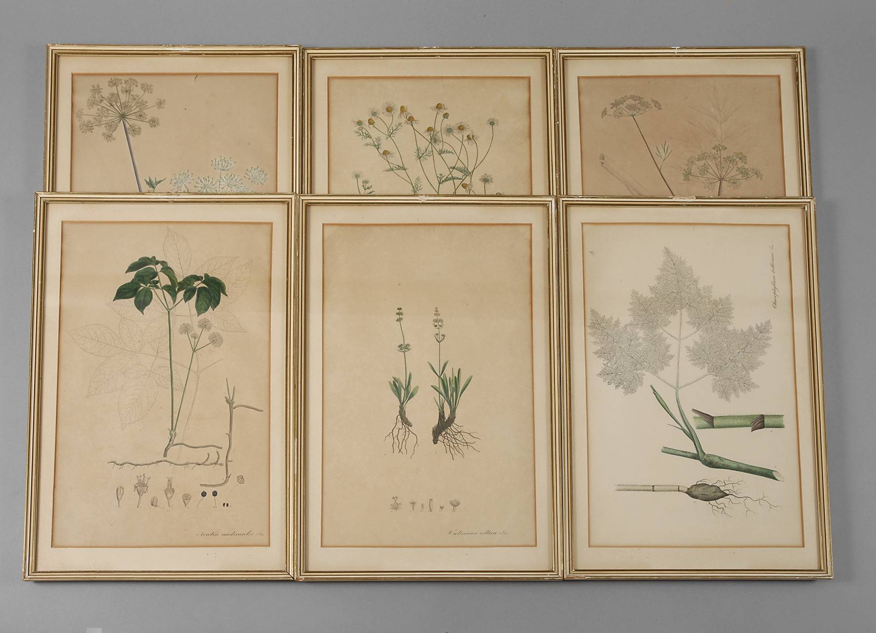Sechs botanische Darstellungen