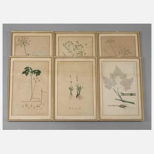 Sechs botanische Darstellungen
