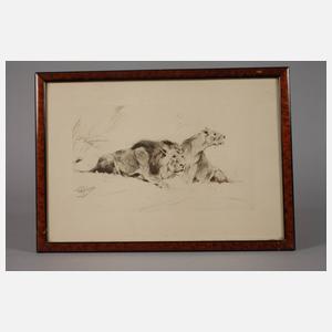 Wilhelm Kuhnert, Löwen