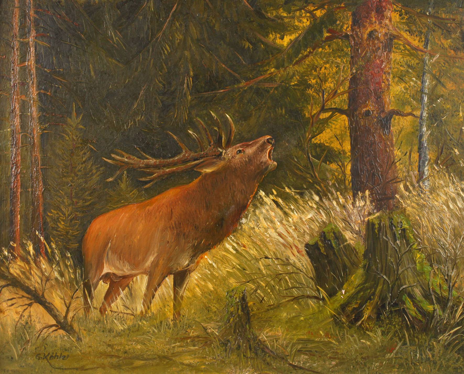 Gerhard Köhler, röhrender Hirsch