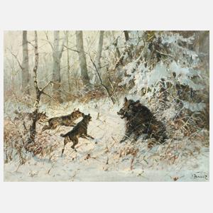 Prof. Hans Bauer, Wildschweinhatz