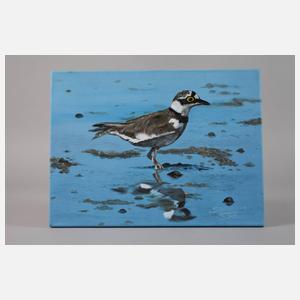 Saxana N. Schötschel, ”Flussregenpfeifer”