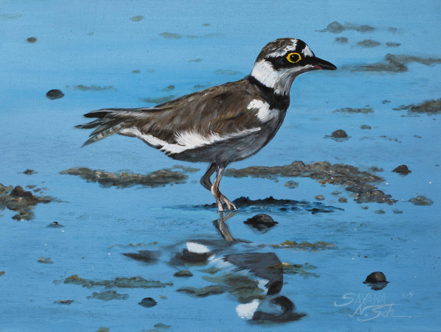 Saxana N. Schötschel, ”Flussregenpfeifer”