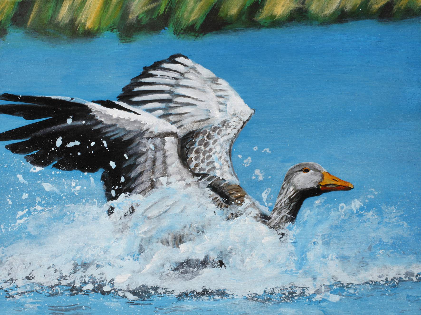 Saxana N. Schötschel, ”Graugans”