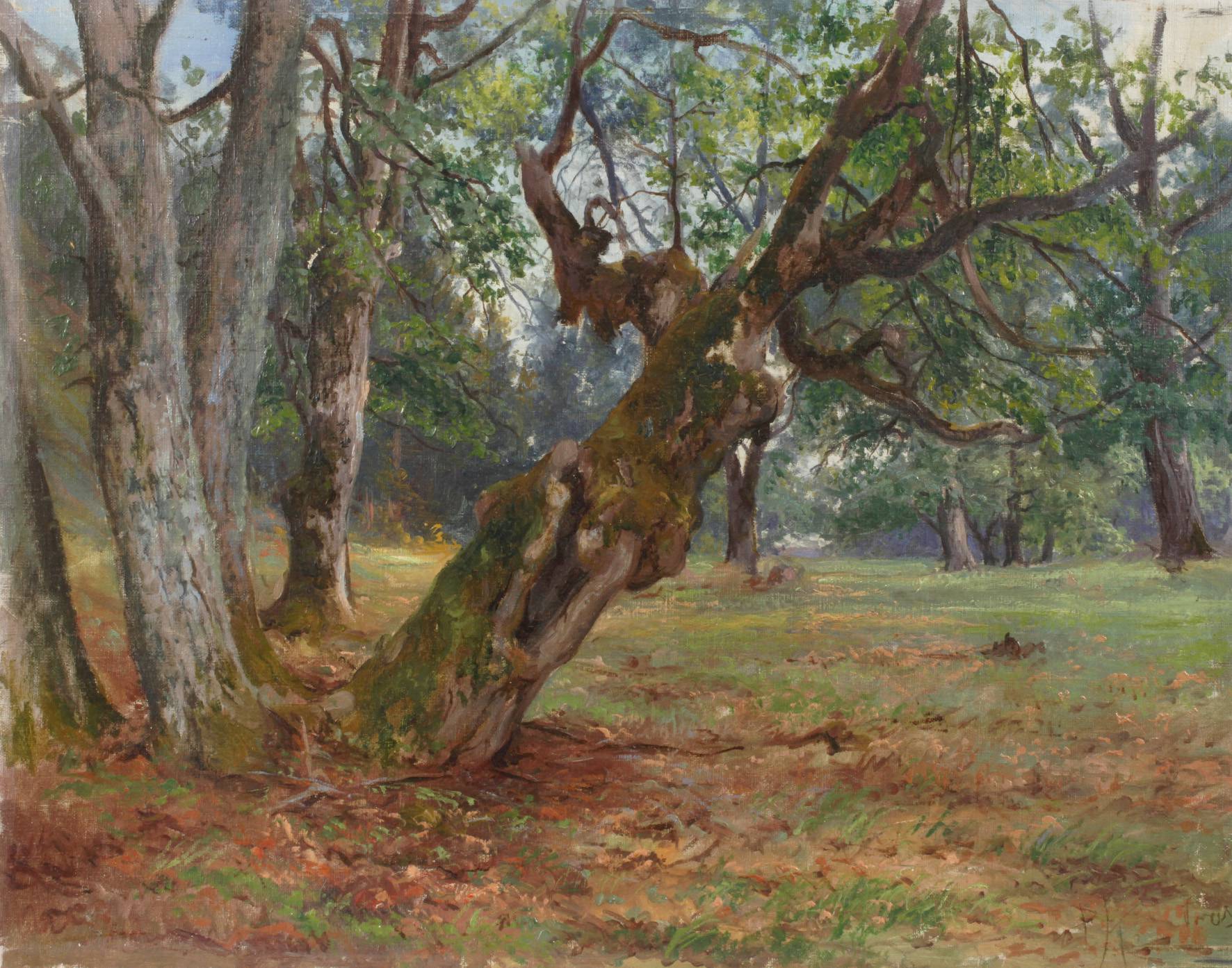 Knorrige Laubbäume bei Trosa