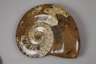 Konvolut Fossilien/Ammoniten