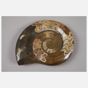 Konvolut Fossilien/Ammoniten