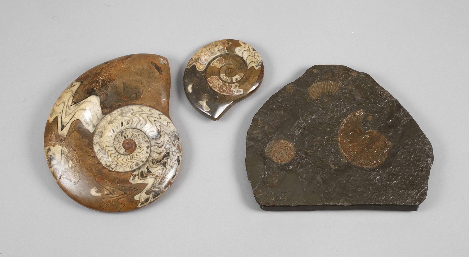 Konvolut Fossilien/Ammoniten