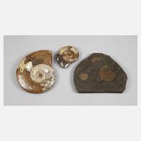 Konvolut Fossilien/Ammoniten111