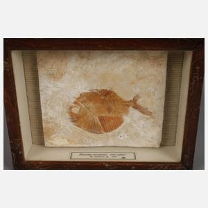 Konvolut Versteinerungen Jura