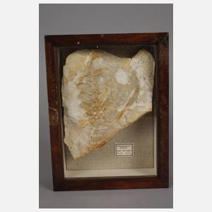 Konvolut Versteinerungen Jura