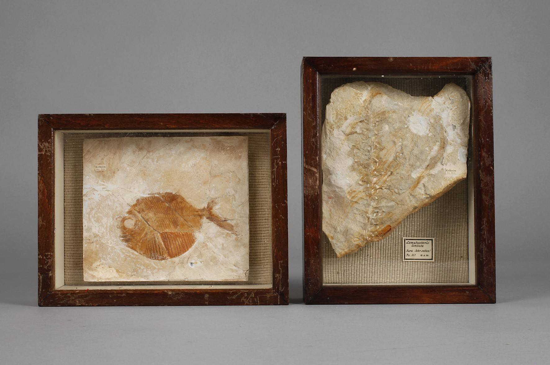 Konvolut Versteinerungen Jura