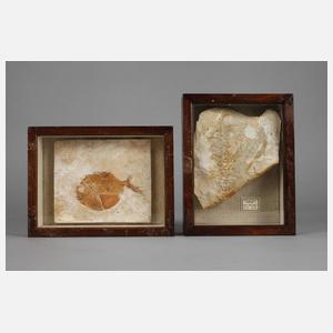 Konvolut Versteinerungen Jura