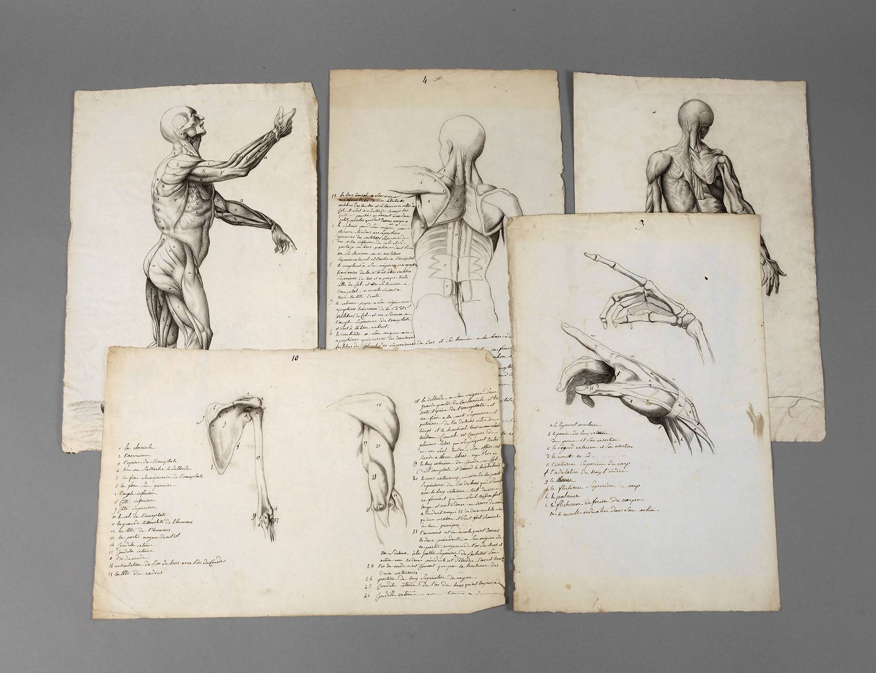 Konvolut anatomische Studienblätter