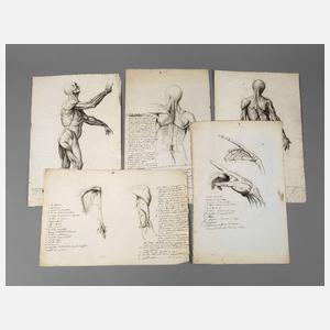 Konvolut anatomische Studienblätter