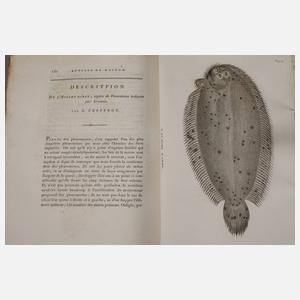 Annales du Muséum National